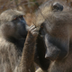 Image for article titled These Baboons Eat Shark Eggs